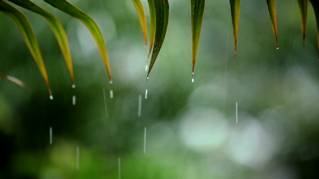 热带降雨，浅水集中在树叶上视频下载