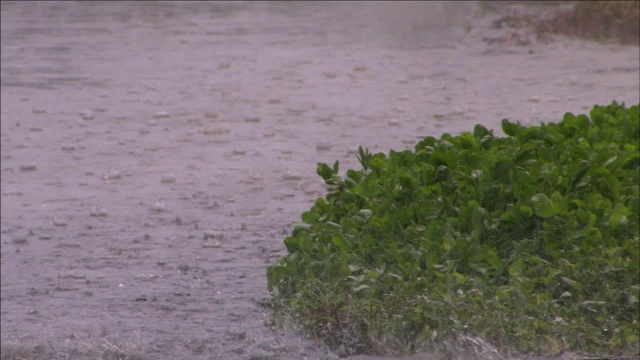 雨水落在地表植物附近，溅起水花。视频素材