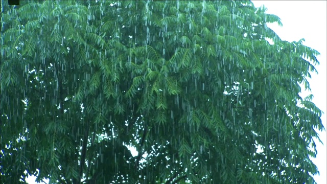 大雨落在树上。视频素材