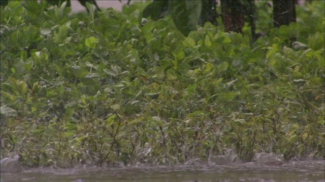 雨水落在地表植物附近，溅起水花。视频素材