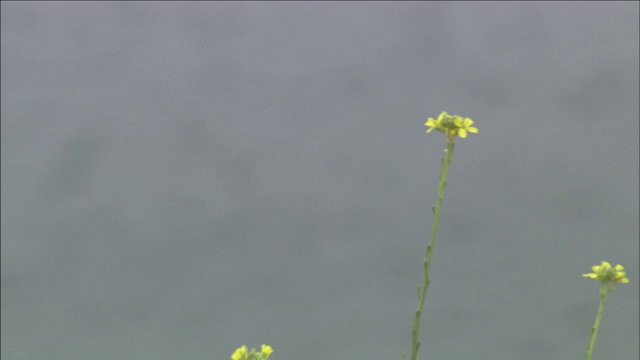 黄色野花背后的水波荡漾。视频素材