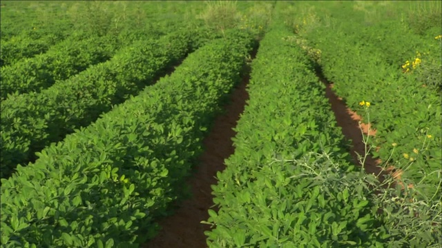 在广阔的田野里，植物的叶子随风飘动。视频素材