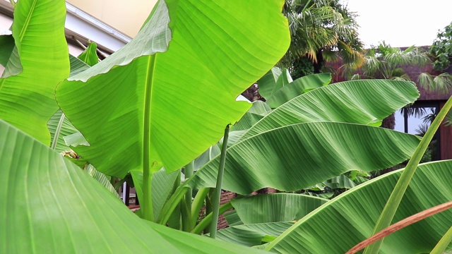 生长在海边度假胜地的热带香蕉树和绿叶在风中摇摆视频素材