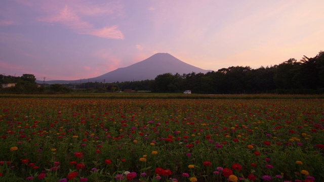 富士山上百日菊的田野视频素材