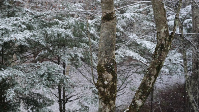 森林里的雪(超级慢镜头)视频素材