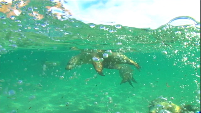 海豹在浅水里玩耍。视频素材