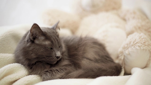 漂亮的灰色毛茸茸的猫睡在沙发上。视频素材