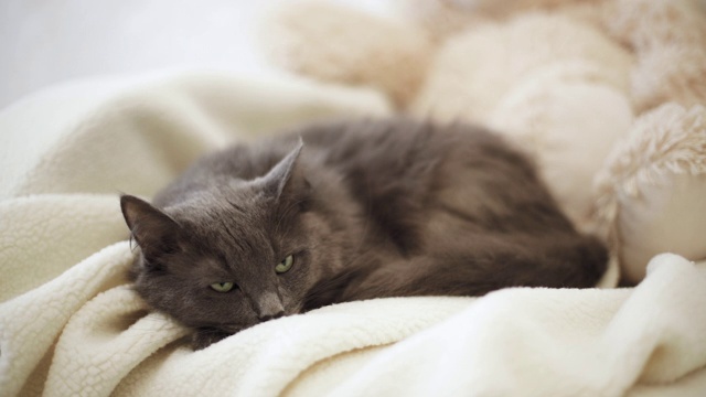 漂亮的灰色毛茸茸的猫睡在沙发上。视频素材