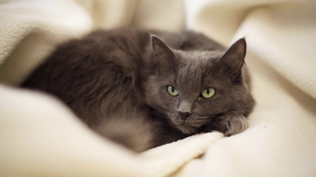 漂亮的灰色毛茸茸的猫睡在沙发上。视频素材