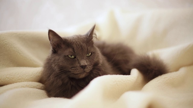 漂亮的灰色毛茸茸的猫睡在沙发上。视频下载