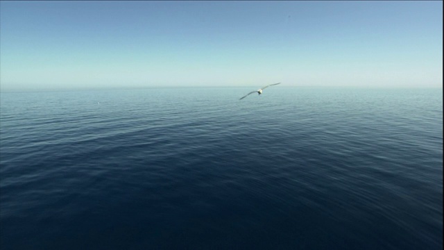 一只海鸥在平静的海面上飞翔。视频素材