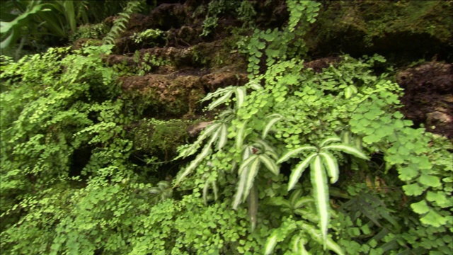 植物生长在石质土壤中。视频素材