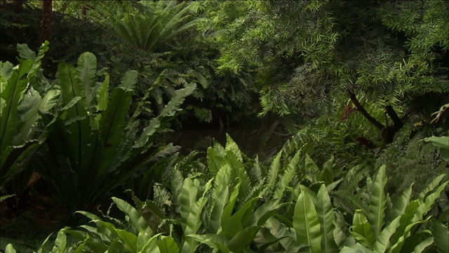 郁郁葱葱的植物围绕着池塘。视频素材