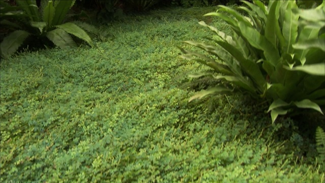 热带植物之间的地被植物繁茂。视频素材