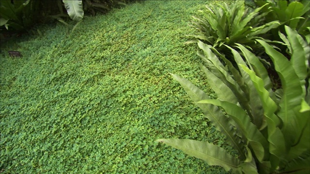 地被植物生长在热带植物之间。视频素材