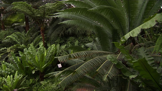 温室内的地被植物将热带植物分开。视频素材