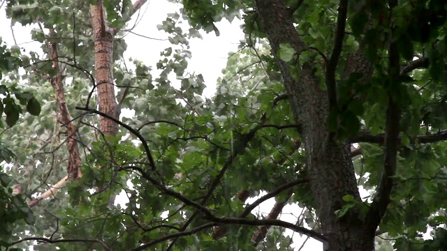 《树下的雷雨》视频素材