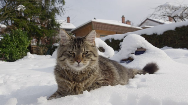 近距离观察:棕色虎斑猫躺在新雪中，环顾后院。视频素材