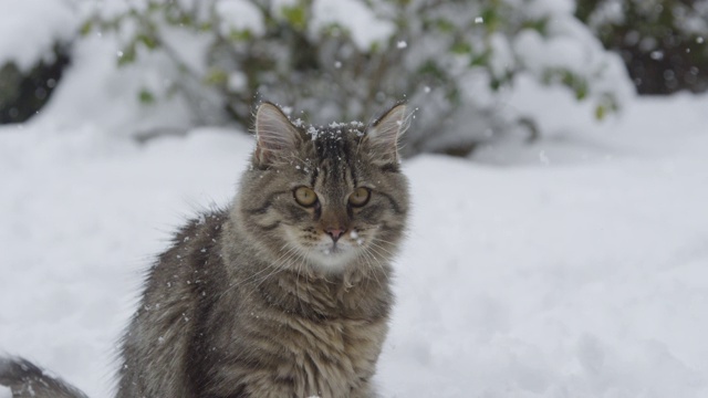 近距离观察:可爱的棕色家猫在暴风雪期间环顾后院。视频素材