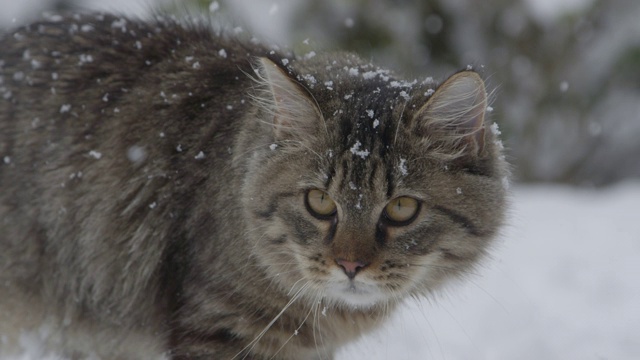 近距离观察:可爱的棕色虎斑猫在暴风雪中探索白雪覆盖的后院。视频素材