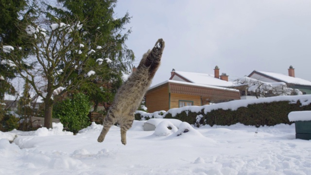 低角度:敏捷的棕色家猫跳到空中去抓一个小雪球。视频素材