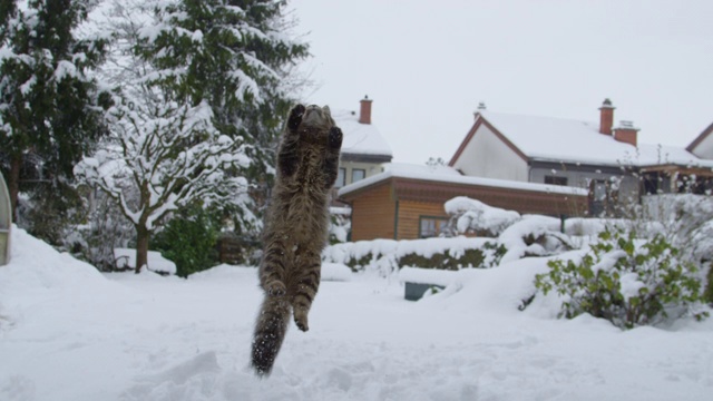 慢镜头:敏捷的家猫跳向空中，抓住一个小雪球。视频素材