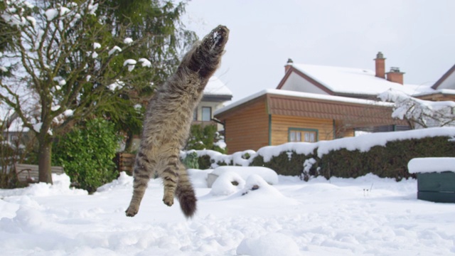 低角度，近:敏捷的虎斑猫跳到空中抓住一个雪球。视频素材