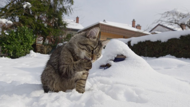 近距离，DOF:可爱的棕色小猫舔它的爪子后，被雪粘在上面。视频素材