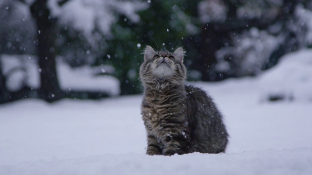 特写:可爱的照片，一只棕色的猫得到了一个小雪球的脸。视频素材