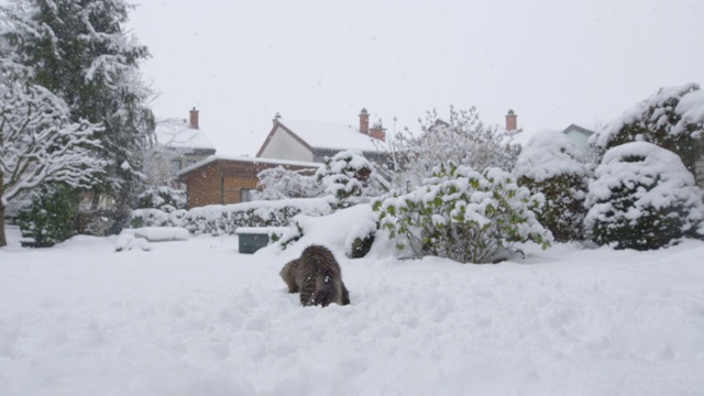 低角度:敏捷的虎斑猫跳跃和扭转抓住飞向它的雪球。视频素材