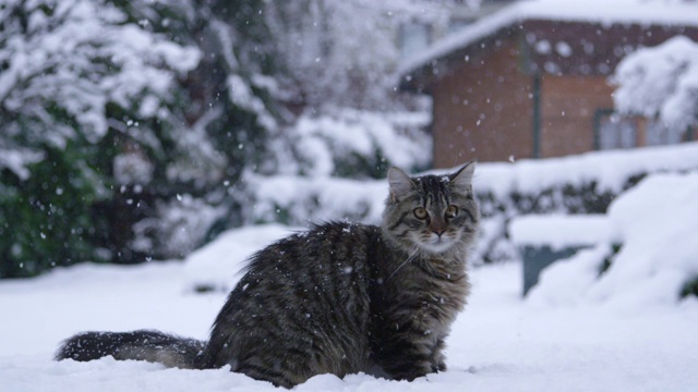 肖像:毛绒绒的棕色虎斑猫在它的游戏时间后环顾白雪覆盖的院子。视频素材