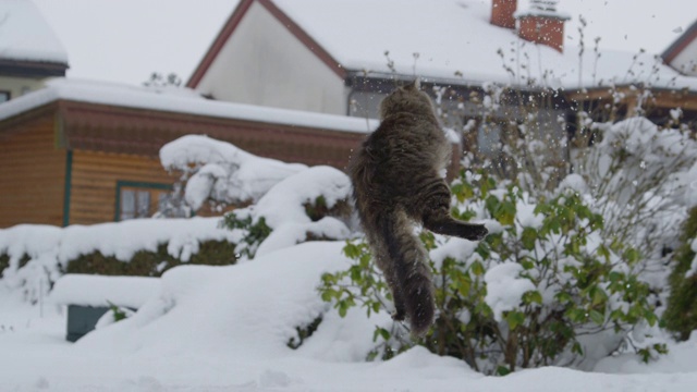 近距离观察:敏捷的棕色家猫跳到空中抓住一个小雪球。视频素材