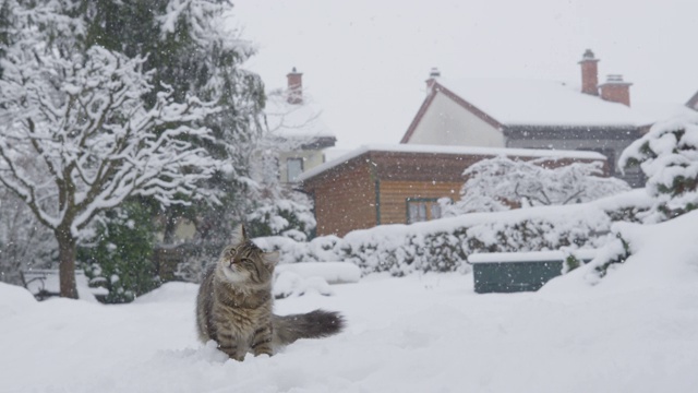 拷贝空间:可爱的棕色家猫在暴风雪中环顾后院。视频素材