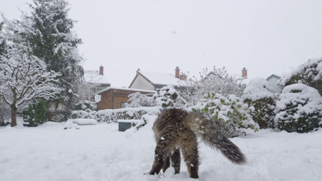 低角度:家猫在空中盘旋着去抓雪球，这是一个很棒的镜头视频素材