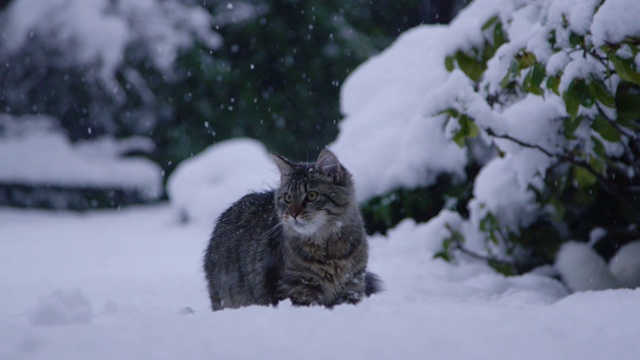 近距离镜头:可爱的棕色小猫在追逐飘落在地上的雪球。视频素材