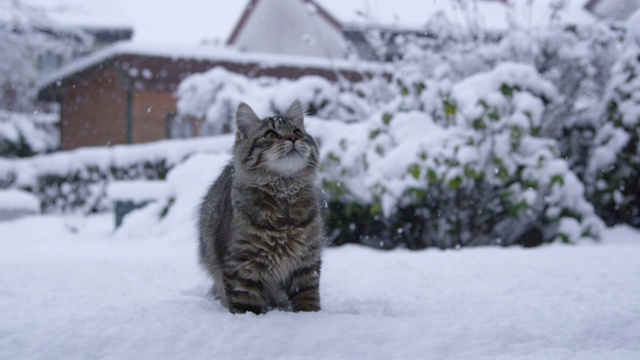 特写:棕色条纹猫在田园诗般的后院玩雪球。视频素材