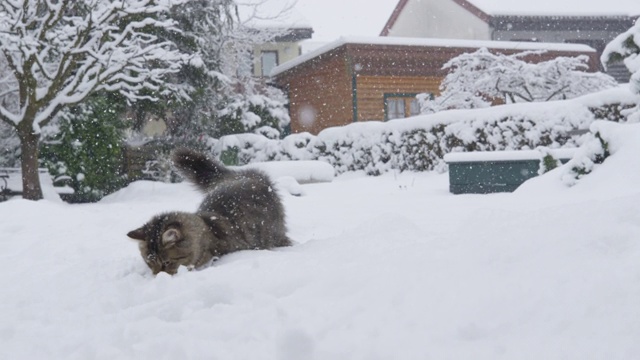 慢镜头:一场暴风雪中，顽皮的虎斑猫在白雪覆盖的后院探险。视频素材