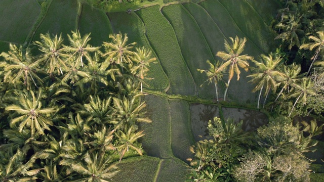 在傍晚的阳光下，在稻田梯田上方的空中。印尼巴厘岛视频素材