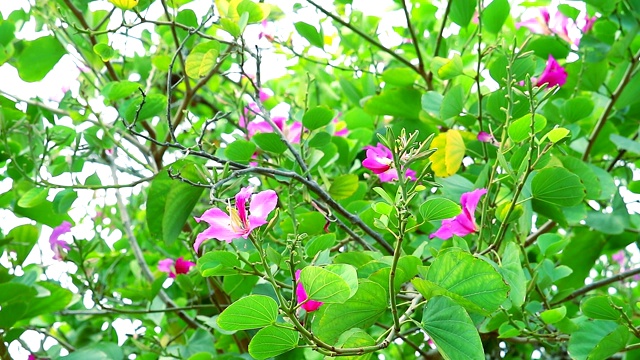 紫兰花树，香港兰花树，紫荆花视频素材