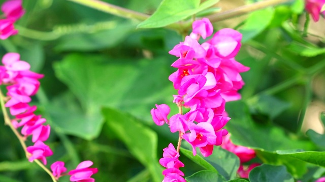 墨西哥蔷薇，爱之链或安提贡的粉红花束花视频素材