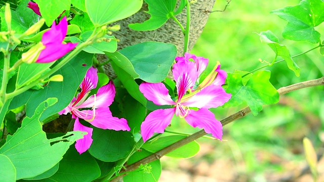 紫兰花树，香港兰花树，紫紫荆树上粉红色的花视频素材