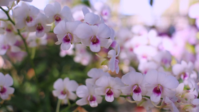 兰花枝花在花园中绽放美丽，农业理念。视频素材