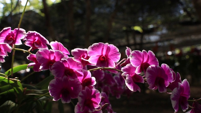 兰花枝花在花园中绽放美丽，农业理念。视频素材