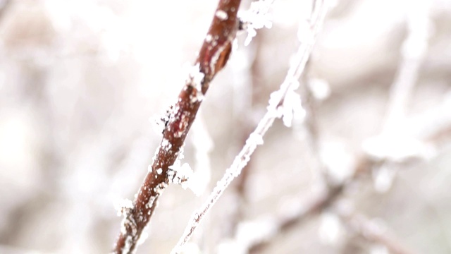 冬天有霜雪的干枝视频素材