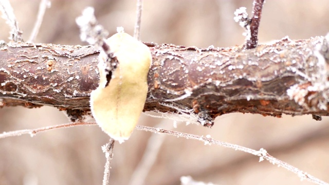 冬天有霜雪的干枝视频素材