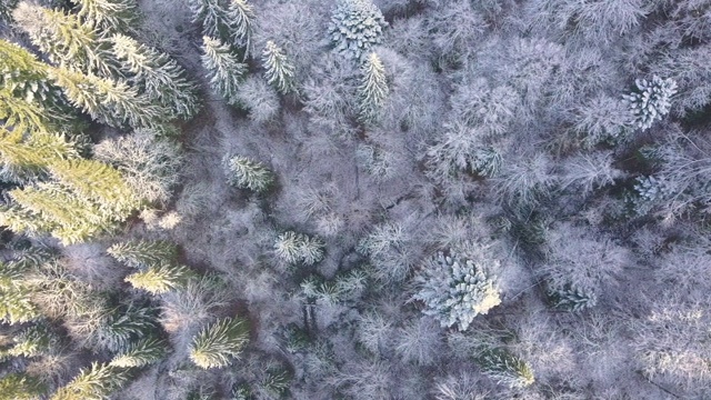 霜冻森林上空。鸟瞰图视频素材