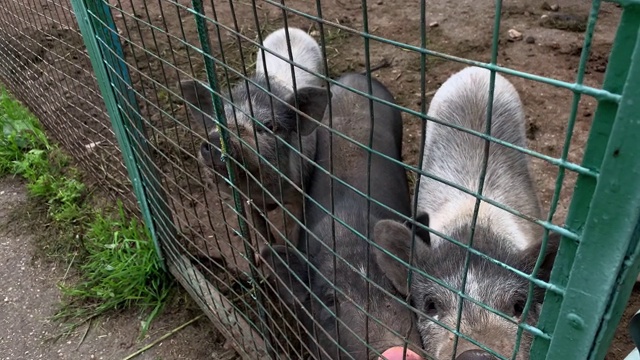 三只可爱的黑猪坐在笼子的金属栅栏后面乞讨食物，滑稽的鼻子靠近视频素材