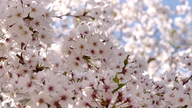 樱花视频素材