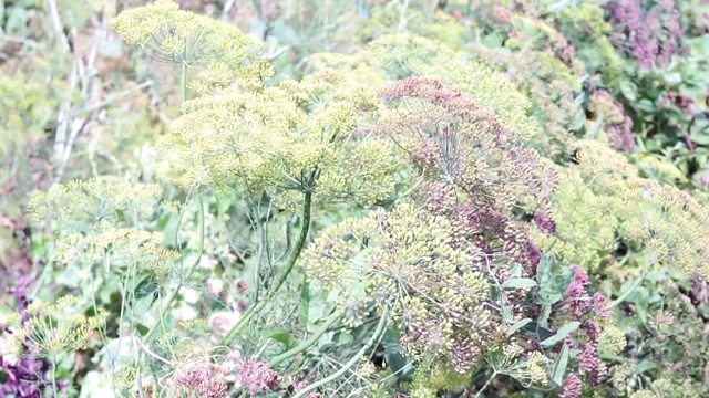 绿莳萝茴香的花。自然背景与花的莳萝视频素材