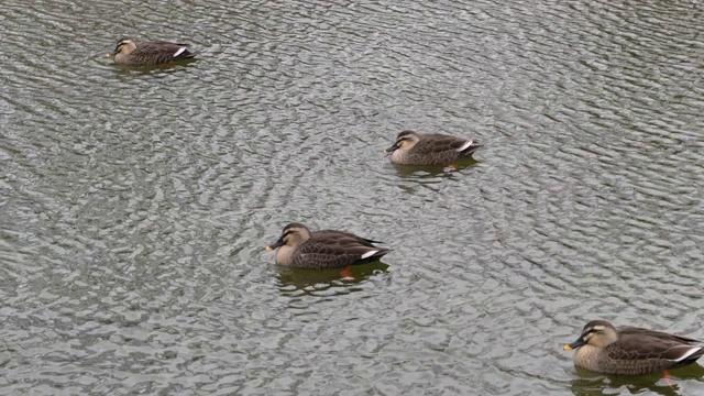 一群蓝鲸漂浮在水面上，慢镜头视频素材